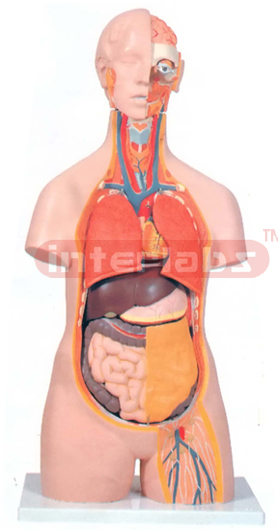 HUMAN TORSO, UNISEX, 12 PARTS